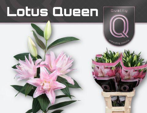 <h4>LI OR DU LOT QUEEN 4+</h4>