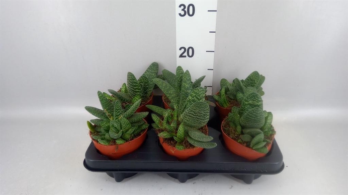 <h4>Aloe   ...</h4>