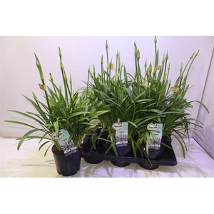 arr8 Agapa Amourette Superb Blauw