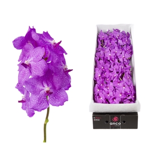 Vanda Candy Pink