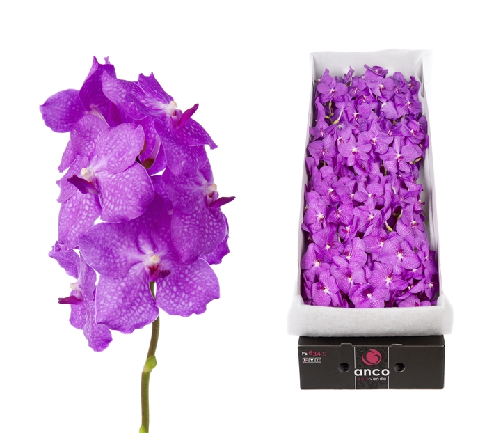 <h4>Vanda Candy Pink</h4>