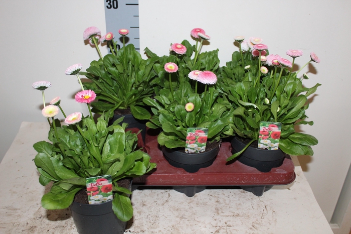 <h4>BELLIS P KL RU ROSE</h4>