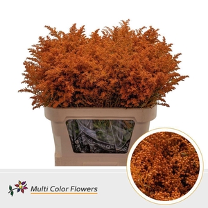 Solidago DYED Orange