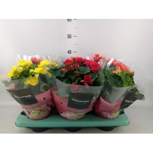 Begonia elat. DU   ...mix
