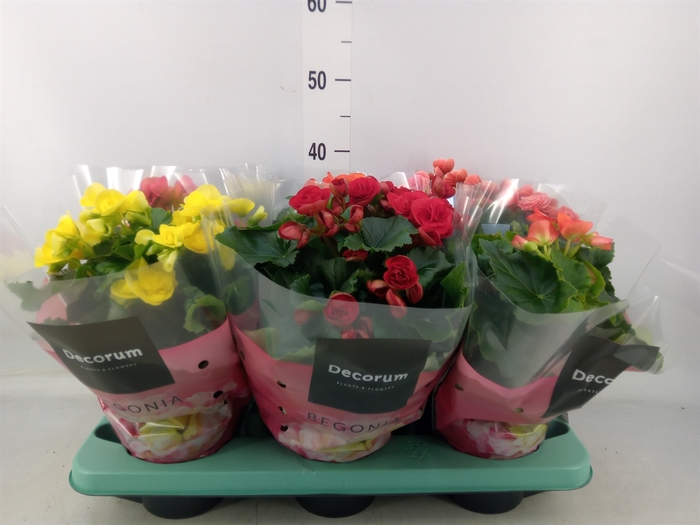 <h4>Begonia elat. DU   ...mix</h4>