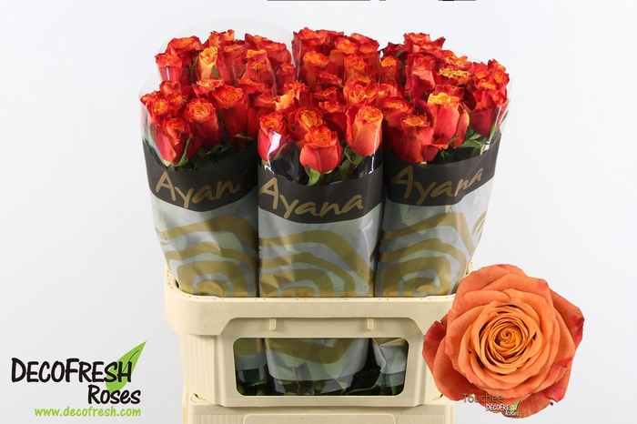 <h4>R Gr Touchee</h4>