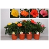 Hibiscus Overig struik Mix, beperkt leverbaar