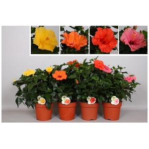 Hibiscus Overig struik Mix, beperkt leverbaar