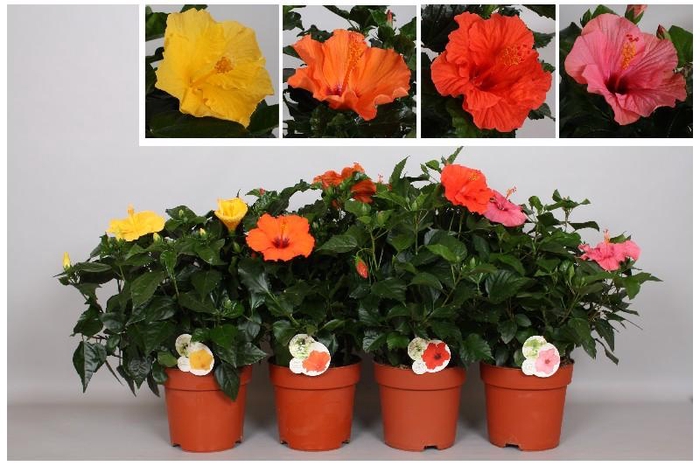Hibiscus Overig struik Mix, beperkt leverbaar