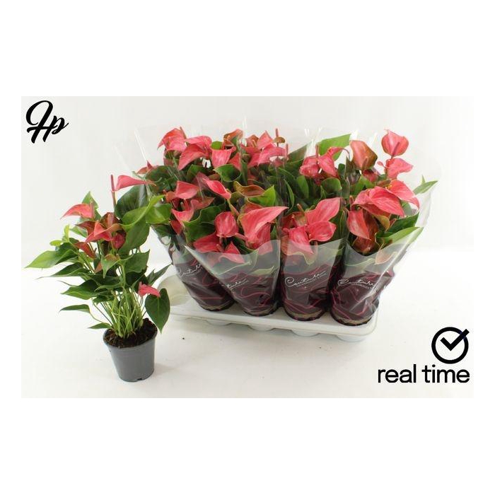 <h4>Anthu Fl Romantico</h4>