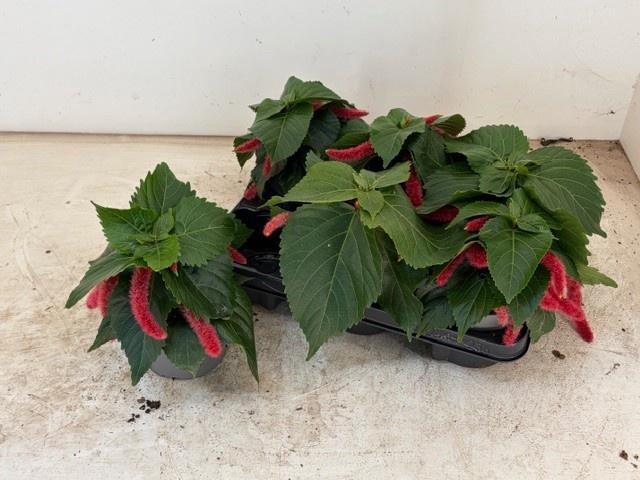 <h4>ACALY HISPIDA</h4>