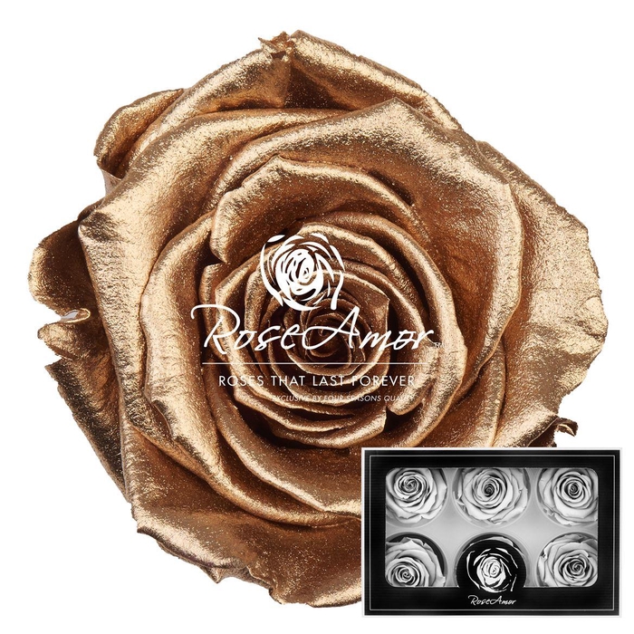 <h4>Lplus Metallic Gold</h4>