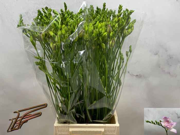 <h4>Freesia du Rosario</h4>