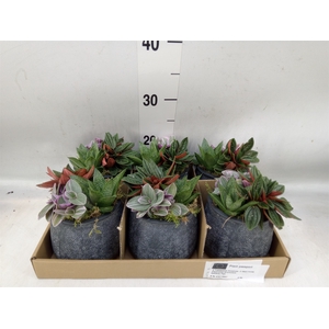 Arr.   Kamerplant Groen L%