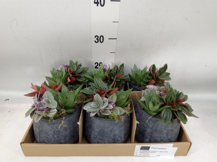 <h4>Arr.   Kamerplant Groen L%</h4>