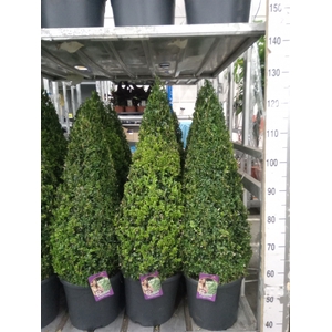 Buxus semp.   ...