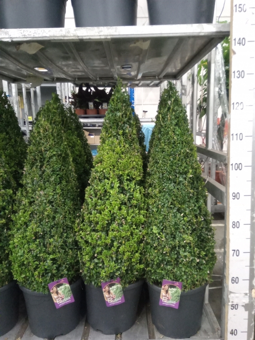 <h4>Buxus semp.   ...</h4>