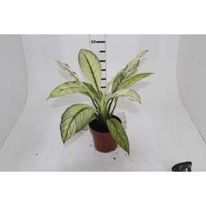 SPATHIPHYLLUM SENSATION VARIEGATA P17 SEM FLOR