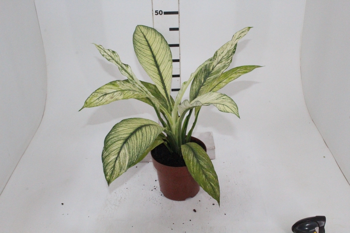 SPATHIPHYLLUM SENSATION VARIEGATA P17 SEM FLOR