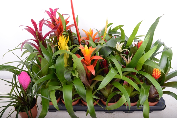 <h4>BROMELIA GEM 15 SRT</h4>