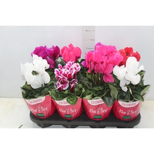 CYCLAMEN P14