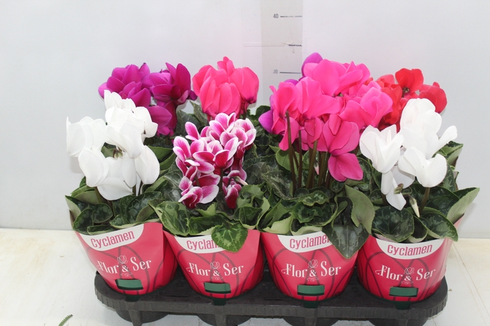 <h4>CYCLAMEN P14</h4>