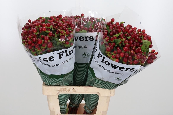 <h4>Hyp Mag Seasons</h4>