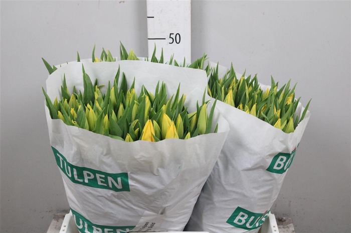 <h4>Tu En Strong Gold</h4>