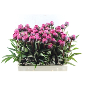 Paeonia L Kansas