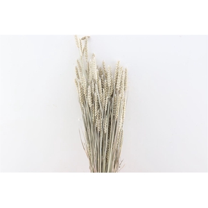 Dried Triticum X5 Frosted White Bunch