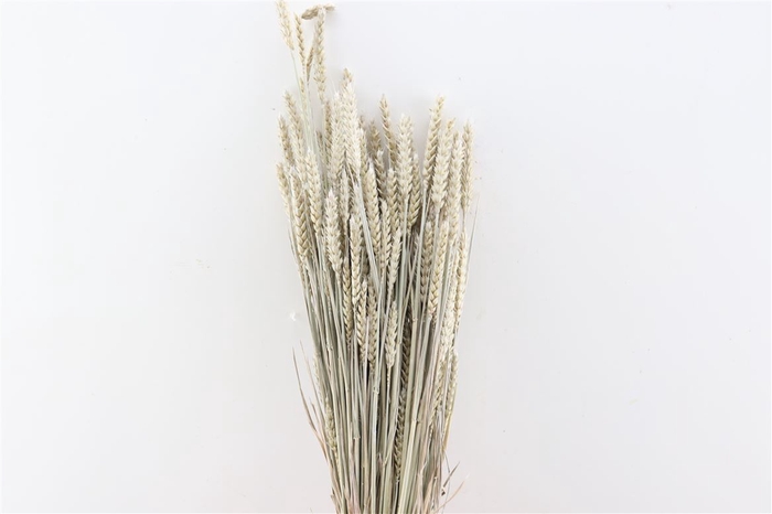 Dried Triticum X5 Frosted White Bunch