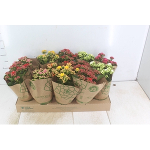 KALANCHOE DOBRADO P11