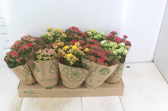 <h4>KALANCHOE DOBRADO P11</h4>
