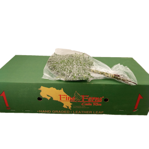LEDERVAREN EXTRA VACUUM FINE FERNS
