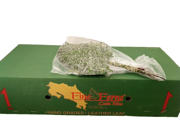 LEDERVAREN EXTRA VACUUM FINE FERNS