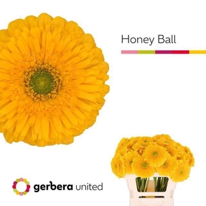 GERBERA HONEY BALL