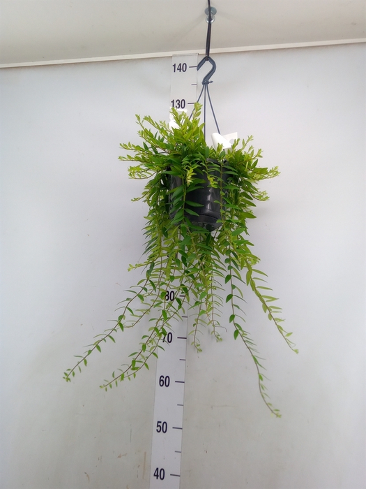<h4>Aeschynanthus  'Green Star'</h4>