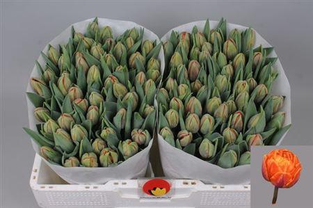 <h4>Tu Du Orange Princes</h4>