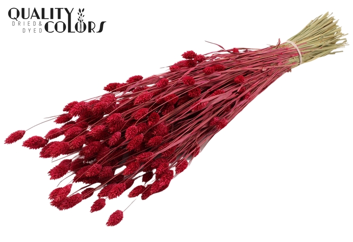 <h4>Phalaris per bunch Cerise</h4>