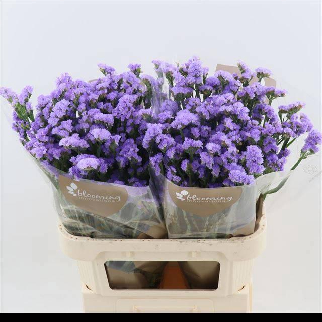 <h4>LIM S SKY WINGS</h4>