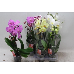 PHAL EL CASCADE