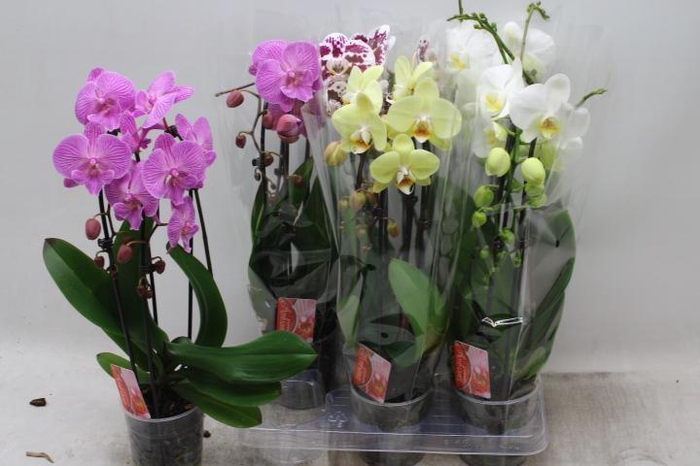 <h4>PHAL EL CASCADE</h4>