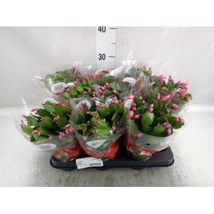 Schlumbergera   ...