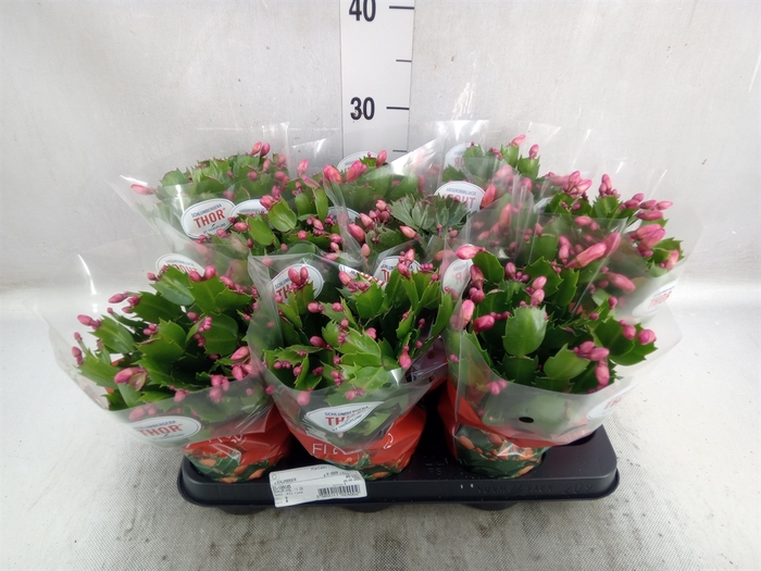 <h4>Schlumbergera   ...</h4>