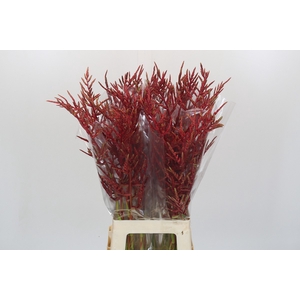 Bromelia Red Paloma