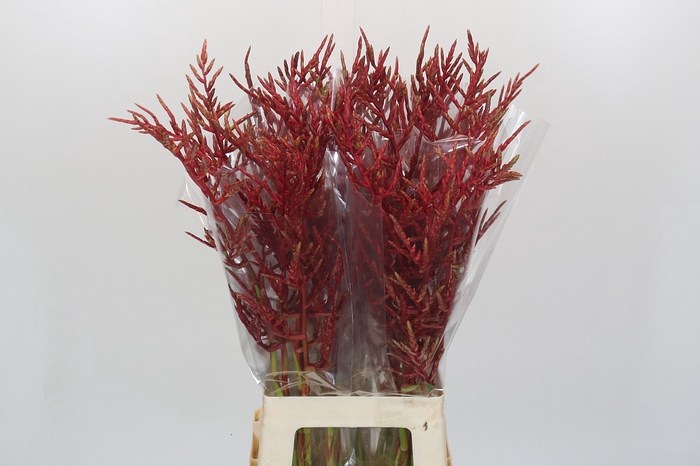 <h4>Bromelia Red Paloma</h4>