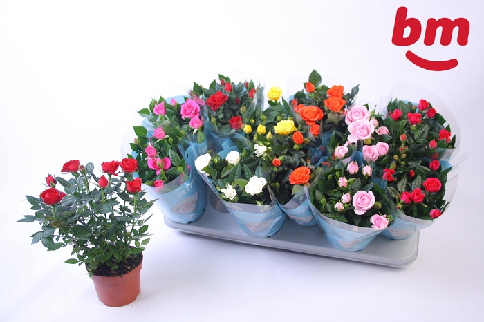 <h4>RO B MONDE GEM 7 SRT</h4>