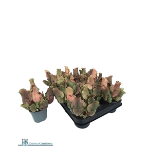 SARRACENIA OV