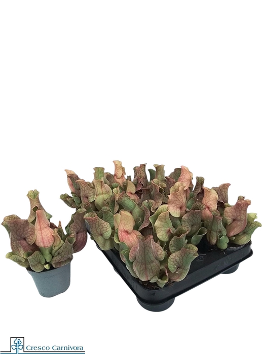 <h4>SARRACENIA OV</h4>