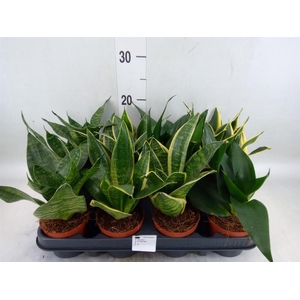 Sansevieria trifa. 'Hahnii'